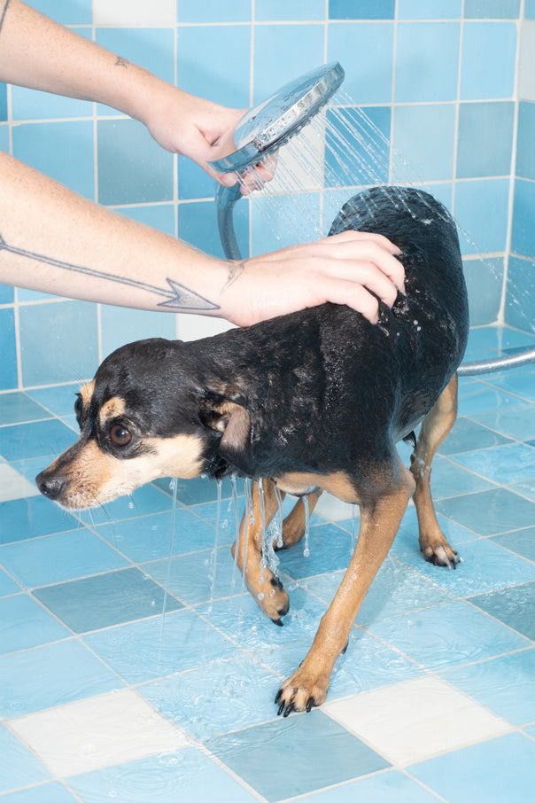 Taunt Mini Pet Shampoo - DedCool