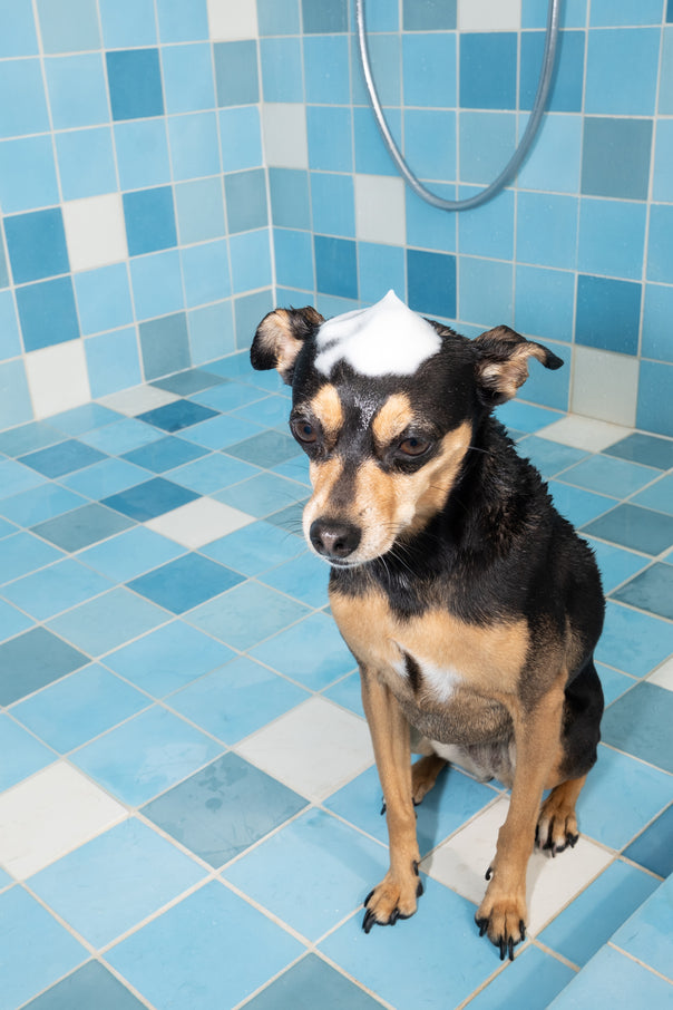 Taunt Mini Pet Shampoo - DedCool