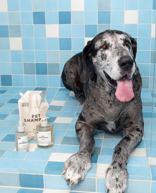 Mini Pet Shampoo Taunt