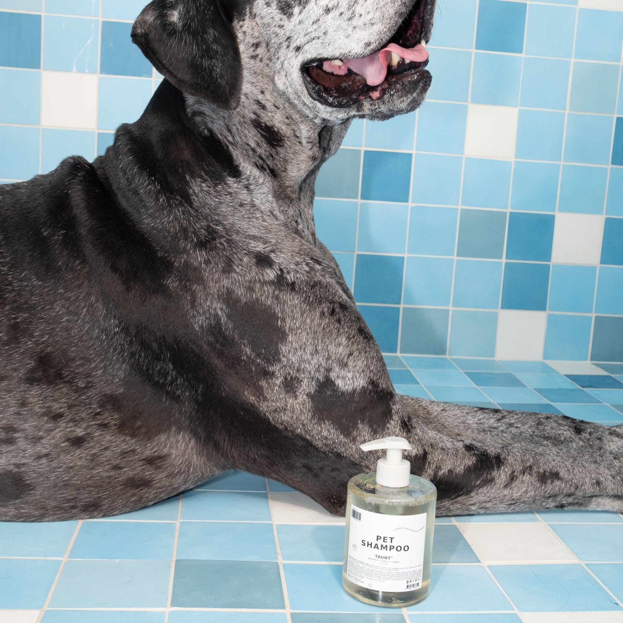 Shampoo for best sale great danes