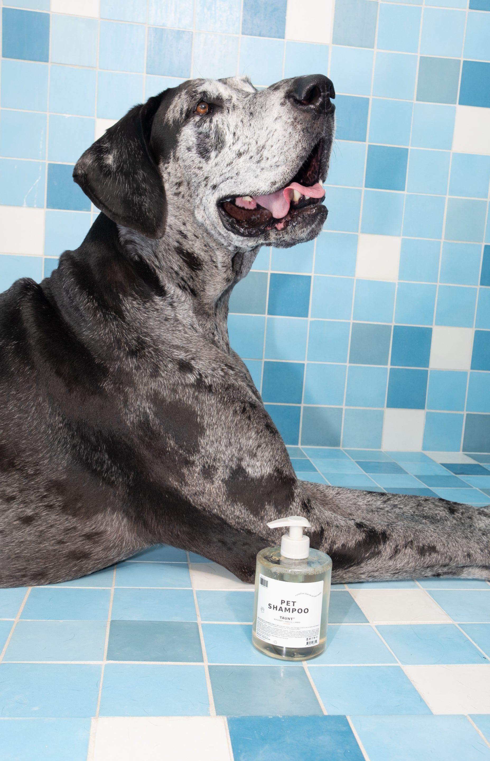 Great dane shampoo best sale