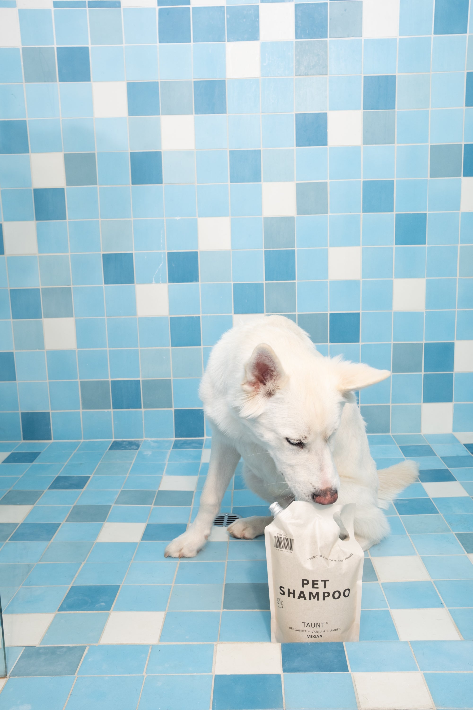 Samoyed shampoo clearance