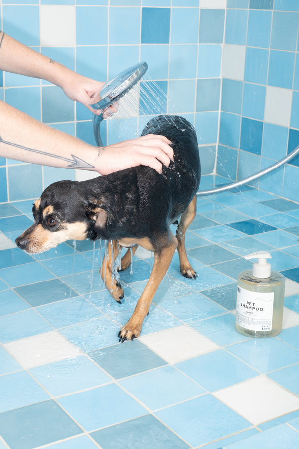 Taunt Pet Shampoo - DedCool